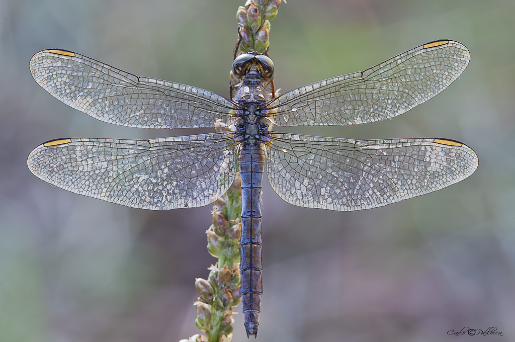 Orthetrum nitidinerve? - No, Orthetrum coerulescens